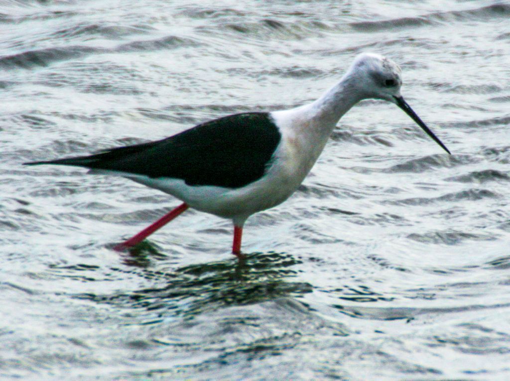 Black-winged Stilt image 3